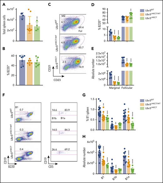 The loss of the HECT domain of Ubr5 leads to reduction in marginal and B1a splenic cells. (A) Bar graph of the total number of splenocytes (N ≥ 4). (B) Bar graph of frequency of B220+ cells per spleen (N = 7). (C) Representative flow cytometry plots gated on B220+ for follicular B cells (B220+CD21+CD23+) and marginal zone B cells (B220+CD21+CD23−) (N = 7). (D-E) Bar graphs of percentages and absolute number of follicular and marginal zone B cells within the spleen. (F) Representative flow cytometry plots gated for B1a (B220+CD19loCD5+) and B1b cells (B220+CD19loCD5−) (N ≥ 8). (G-H) Bar graph of percentages and absolute number of B1a and B1b cells. *P < .05, **P < .01, ***P < .001, ****P < .0001.