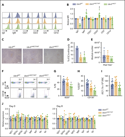 The follicular B cells in Ubr5ΔHECT mice have an altered phenotype and diminished differentiation capabilities. (A) Representative histogram of cell-surface markers of follicular B cells (B220+CD21+CD23+). (B) Bar graphs of relative MFI of follicular B cells depicted in panel A (N ≥ 5). (C) Representative PNA IHC staining of spleen 7 days poststimulation with SRBC (N = 3). (D) Percentage of GC staining to the white pulp within the spleen (N = 3). (E) Absolute number of germinal center cells (B220+PNA+CD95+) (N = 4). (F) Representative flow cytometry plots of B220+ and CD138+ plasma cells in the peripheral blood. (G-H) Bar graphs representing percentages of B220+ and CD138+ cells in the peripheral blood depicted in panel F (N ≥ 5). (I) Bar graph of ELISpot indicating number of antibody-secreting cells (ASC) from SRBC-activated splenocytes (N = 12). (J) Bar graphs of ELISA indicating relative expression for different immunoglobulin types before (day 0) and after (day 8) immune system stimulation with SRBC (N ≥ 4). *P < .05, **P < .01, ***P < .001, ****P < .0001.