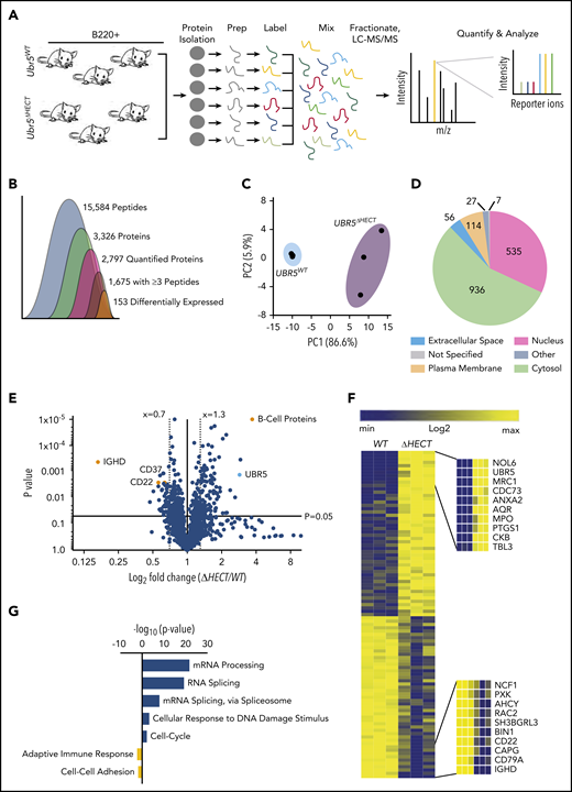 Loss of HECT domain results in a reduction in B-cell development proteins and an enrichment in proteins regulating mRNA splicing. (A) Schematic of sample preparation of spleens for TMT MS analysis (N = 3). (B) Quantification of identified peptides and proteins. (C) PCA using components 1 and 2 showing clustering of WT and ΔHECT samples for significantly upregulated proteins. (D) Pie chart of localizations for all 2797 proteins identified by mass spectometry. (E) Volcano plot of the log2 fold change ΔHECT/WT showing proteins significantly (P < .05) up- (≥1.3) and downregulated (≤0.7). (F) Heatmap of the significantly up- and downregulated proteins showing the top 10 upregulated and top 10 downregulated proteins. (G) Gene ontology analysis showing pathways known to be associated with significantly up- and downregulated proteins using DAVID 6.8 software. For upregulated proteins, includes pathways with ≥10 proteins associated and a P value ≤ .01. Downregulated proteins pathways with P value ≤ .05.