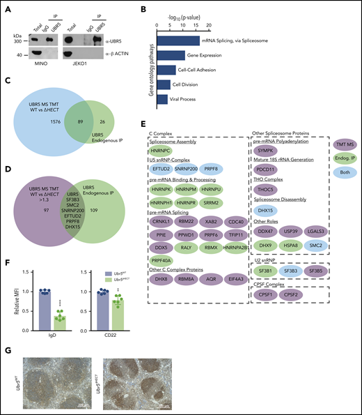 UBR5 interacts with spliceosome components. (A) Western blot of immunoprecipitation of UBR5 from MINO and JEKO1 MCL cell line used for MS analysis. MS experiment was performed in duplicate. (B) Gene ontology analysis of immunoprecipitated proteins. (C) Venn diagram showing the significant overlap of proteins identified in the TMT labeled UBR5WT and Ubr5ΔHECT MS and those identified in the UBR5 endogenous immunoprecipitation MS. (D) Venn diagram showing overlap of the proteins significantly upregulated (≥1.3, P < .05) in the Ubr5ΔHECT samples and those identified in the UBR5 endogenous IP. (E) Spliceosome-associated proteins found in endogenous immunoprecipitation and/or upregulated in spleen B220+ cells. (F) Bar graphs of relative MFI of cell surface markers of B220+ splenocytes (N = 6). (G) Representative immunohistochemistry staining of UBR5 in Ubr5WT and Ubr5ΔHECT spleens (N = 3). **P < .01, ****P < .0001.