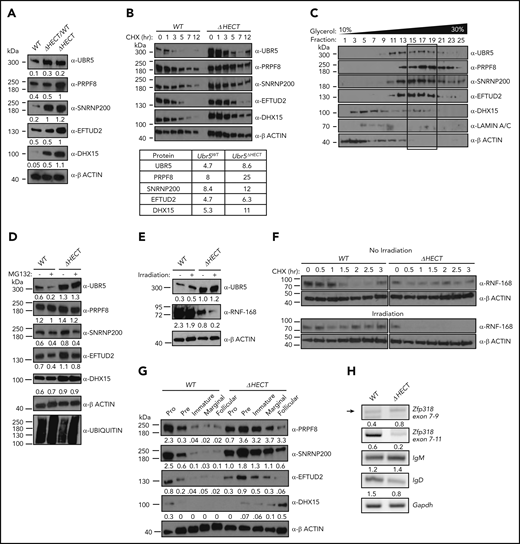 Loss of HECT domain leads to stabilization of U5 spliceosome. (A) Western blot of proteins identified in MS in splenic B cells (B220+) Mb1WT/CRE;Ubr5WT, Mb1WT/CRE;Ubr5ΔHECT/WT, and Mb1WT/CRE;Ubr5ΔHECT mice. (B) Western blot of UBR5 and spliceosome components in follicular B cells (B220+CD21+CD23+) Ubr5WT and Ubr5ΔHECT after treatment with cycloheximide with a table of average half-lives of UBR5 and spliceosome proteins. (C) 10% to 30% glycerol fractionation of nuclear lysate from HEK293T cells followed by western blot for UBR5 and spliceosome components. (D) Western blot of UBR5 and spliceosome components in follicular B cells (B220+CD21+CD23+) of Ubr5WT and Ubr5ΔHECT following MG132 treatment. (E) Western blot of UBR5 and known UBR5 substrate, RNF168, in follicular B cells (B220+CD21+CD23+) of Ubr5WT and Ubr5ΔHECT with or without irradiation exposure. (F) Half-life of RNF168 with cycloheximide treatment in follicular B cells (B220+CD21+CD23+) before and after irradiation exposure. (G) Western blot of spliceosome components in pro (B220+IgM−ckit+), pre (B220+IgM−CD25+), and immature (B220+IgMloIgD−) B-cell populations from the BM and marginal zone (B220+CD21+CD23−), and follicular (B220+CD21+CD23+) B-cell populations from the spleen. (H) RT-PCR of mRNA in Mb1WT/CRE;Ubr5WT and Mb1WT/CRE;Ubr5ΔHECT follicular B cells (B220+CD21+CD23+).