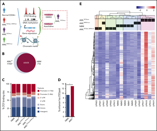 CTCF occupancy and its distribution within the genome. (A) Experimental outline illustrating the analyses of patient samples. (B) Venn diagram displaying unique and common CTCF peaks in AMLall and NBM cells. (C) Distribution of CTCF-binding sites over genomic features. (D) Percentage of enhancers that contain a CTCF-binding site (Z-test, *P < .01). (E) Heatmap of unsupervised hierarchical clustering for the 1000 most variably bound CTCF peaks based on interquartile range measure. DMSO, dimethyl sulfoxide; UTR, untranslated region.