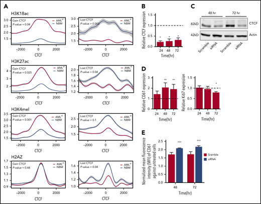 CTCF changes and their correlation with histone marks and effects on cell differentiation. (A) ChIP-seq on histone marks (H3K18ac, H3K27ac, H3K4me1, and H2AZ) displays changes in histone modifications around gained (left) and lost (right) CTCF-binding sites between AMLall and NBM. (B) CTCF expression by real-time quantitative PCR following its knockdown in K562 cells. Relative gene expression was calculated using 2−ΔΔCt against GAPDH, while scramble control was set to 1 (dashed line) and knockdown was normalized against the scramble (P < .05; Student t test). (C) Western plot showing CTCF protein levels following CTCF knockdown. (D) CD61 and Ki67 expression by real-time quantitative PCR in K562 after CTCF knockdown; normalization was done as described in panel B. (E) Detection of surface marker CD61 on K562-CTCF knockdown by FACS. Mean florescence intensity was used to calculate the expression level of CD61 after normalization against untransfected K562 cells (P < .001; Student t test). *P < .05, **P < .01, ***P < .001.