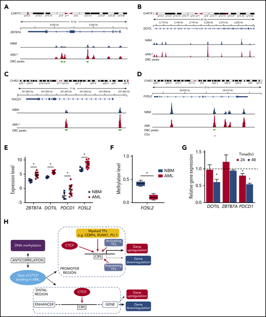 Genes with aberrant CTCF occupancy and changed gene expression in AML. (A-D) Integrative Genomics Viewer tracks visualize CTCF peaks from ChIP-seq results of AMLall and NBM for 4 genes: ZBTB7A (A), DOT1L (B), PDCD1 (C), and FOSL2 (D). Green boxes indicate differentially bound peaks, and pink boxes indicate a CpG detected by the EPIC array that overlaps with a DBC peak. (E) Expression levels of the 4 genes in panels A-D from RNA-seq data (*FDR <0.05, fold change >1.5). (F) Box plot of β-values for the CpG in FOSL2 (*FDR <0.05). (G) Gene expression by quantitative PCR following CTCF knockdown in K562 cells. Relative gene expression was calculated using 2−ΔΔCt against GAPDH, while scramble control was set to 1 (dashed line) and knockdown was normalized against the scramble control (P < .05; Student t test). (H) Hypothetical model of aberrant CTCF binding and how it relates to DNA methylation and gene expression in AML. CHR, chromosome.