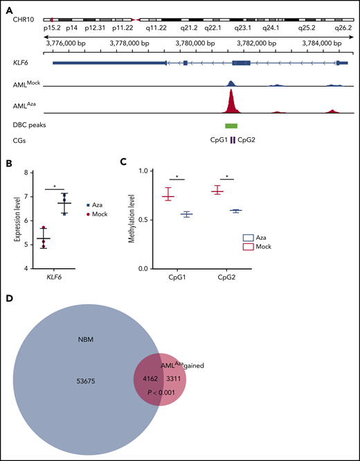 Azacitidine demethylates, causes gain in CTCF occupancy, and increases KLF6 gene expression. (A) Integrative Genomics Viewer tracks visualize a CTCF peak, the green box represents a differentially bound peak, and the pink boxes a detected CpG by the EPIC array, overlapping with the DBC peak. (B) Expression levels of KLF6 gene (*FDR <0.05, fold change >1.5). (C) Methylation of the 2 CpGs shown in panel A as measured by β-values (*FDR <0.1). (D) Venn diagram showing the overlap CTCF-binding sites gained with azacitidine treatment (red circle) and CTCF-binding sites bound in NBM. There are significant number of gained CTCFs in AMLaza that overlap with NBM (Z-test, P < .001).