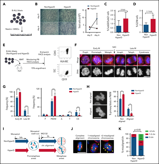 HyperD-ALL primary blasts show a delay in early mitosis associated with chromosome-alignment defects in prometaphase. (A) Schematic depicting the experimental design for ex vivo growth of primary B-ALL blasts onto Nestin-positive hBM-MSCs. (B) Left, representative images of primary non-HyperD and HyperD-B-ALL ex vivo cultures on Nestin-positive hBM-MSCs at the indicated time points. Right, absolute counts of B-ALL primary blasts at the indicated time points; n = 2. (C-D) Frequency of apoptotic (SubG0/SubG1) (C) and G2/M (D) non-HyperD and HyperD-ALL primary cells from BM samples; n = 3 patients of each. (E) Schematic depicting the PDX model used to expand primary B-ALL blasts in vivo. (F) Representative DNA (blue)-Kinetochore (purple)-spindle (red-green) IF staining identifying the different mitotic phases in PDX-expanded B-ALLs. The SAC identifies the transition from early to late mitosis. (G) Mitosis progression of PDX-expanded B-ALL primary cells. Left, progression from early to late mitosis. Right, frequency of cells at the indicated mitotic phases; n = 3 non-HyperD and n = 5 HyperD PDX-expanded B-ALLs. (H) Left, representative images of mitotic cells with nonaligned and aligned chromosomes at the metaphase plate. Right, frequency of PDX-expanded B-ALL primary blasts showing chromosome alignment at prometaphase/metaphase; n = 4 non-HyperD and n = 4 HyperD PDX-expanded B-ALLs. (I) Schematic depicting the chromosome-biorientation assay. (J) Representative images of the DNA-Kinetochore-spindle staining in monastrol/MG132-treated cells with 0 (left), 1 (middle), and >2 (right) misaligned chromosomes. (K) Quantification of metaphase cells showing misaligned chromosomes; n = 3 non-HyperD and n = 3 HyperD PDX-expanded B-ALLs. Graphs represent the mean, and error bars represent the standard error of the mean. *P < .05, **P < .01; ***P < .0001 (2-way ANOVA). Scale bars, 10 µm.