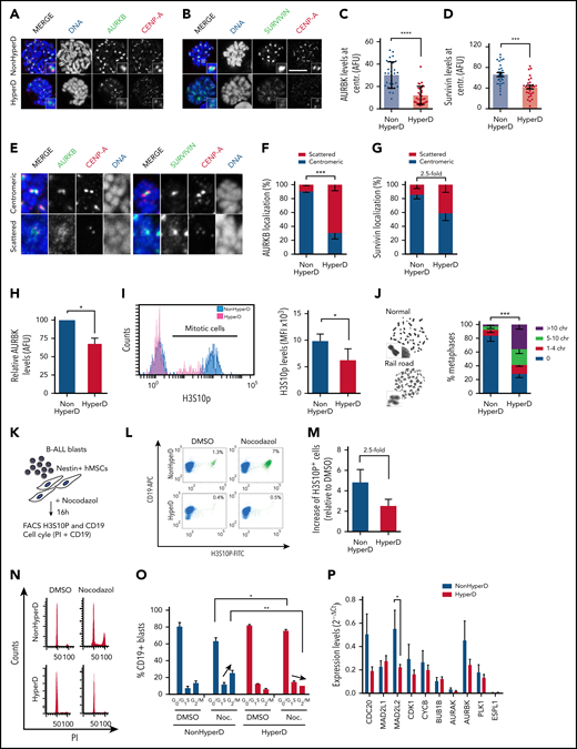 Mislocalized AURKB and Survivin from the inner centromere and loss of chromatid cohesion and SAC impairment in HyperD-ALL blasts. (A-B) Representative IF staining for CENP-A and AURKB (A) or Survivin (B) in PDX-expanded B-ALL blasts. (C-D) Quantification of the AURKB (C) and Survivin (D) fluorescence signal at the inner centromere; n = 30 metaphases from 3 non-HyperD and n = 30 metaphases from 3 HyperD-ALL. (E) Representative IF showing either centromeric and scattered localization of AURKB, Survivin, and CENP-A. (F-G) Frequency of PDX-expanded non-HyperD (n = 3) and HyperD-ALL (n = 3) blasts showing centromeric vs scattered localization of AURKB (n = 797 chromosomes from non-HyperD and n = 676 chromosomes from HyperD) (F), and Survivin (n = 964 chromosomes from non-HyperD and n = 814 chromosomes from HyperD) (G). (H) Quantification of total AURKB fluorescence signal from samples in panel C. AURKB levels are expressed relative to non-HyperD blasts, which are arbitrarily set to 100. (I) Left, representative FACS staining of H3S10P. Right, MFI of H3S10P in 3 non-HyperD and 3 HyperD-ALL samples. (J) Left, representative images of normal or railroad-shaped chromosomes. Right, frequency of metaphases showing the indicated number of chromosomes with PCS; n = 200 metaphases from 4 non-HyperD, n = 250 metaphases from 5 HyperD-ALLs samples. (K) Schematic depicting the workflow for functional analysis of the SAC. (L) Representative FACS of mitotic PDX-expanded B-ALL blasts (H3S10P+CD19+ cells, green) in the presence or absence of nocodazole. (M) Fold-change of mitotic (H3S10P+) blasts in nocodazol-treated (relative to DMSO-treated) non-HyperD (n = 3) and HyperD-ALL (n = 3) primary blasts. (N) Representative FACS cell cycle distribution of nocodazol- vs DMSO-treated PDX-expanded B-ALL blasts. (O) Quantification of the cell cycle phases in nocodazol- vs DMSO-treated PDX-expanded B-ALL blasts; n = 3 non-HyperD and n = 3 HyperD-ALL. (P) Quantitative reverse transcription–PCR analysis of SAC proteins in B-ALL primary samples; n = 9 non-HyperD and n = 11 HyperD. Graphs represent the mean, and error bars represent the standard error of the mean. *P < .05, **P < .01; ***P < .001; **** P < .0001 (2-way ANOVA or Student t test). Scale bars, 10 µm.