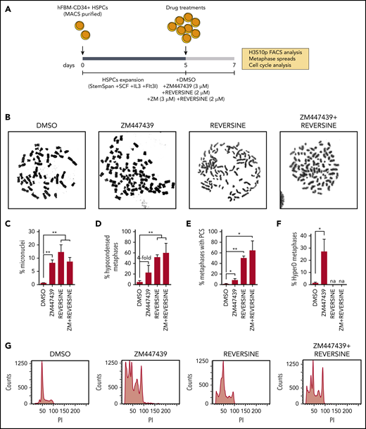 Inhibition of AURKB and SAC in CD34+ HSPCs reproduces chromosome structure defects and hyperdiploid karyotypes. (A) Schematic depicting the workflow for AURKB and SAC inhibition in CD34+ HSPCs. (B) Representative images of metaphase chromosomes treated as indicated. (C-F) Frequency of metaphases with micronuclei (n = 500 cells per experiment) (C), hypocondensed chromosomes (D), PCS (E), and hyperdiploidy karyotype (F). (G) Representative FACS analysis showing PI staining profiles in CD34+ HSPCs treated as indicated; n = 150 metaphases analyzed per treatment from 3 independent experiments. *P < .05, **P < .01 (1-tailed Student t test).