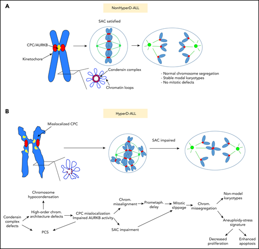 Proposed model of the cellular mechanisms underlying the mitotic and chromosome defects contributing to the pathophysiology of pediatric HyperD-ALL. (A) Non–HyperD-ALL. (B) HyperD-ALL.
