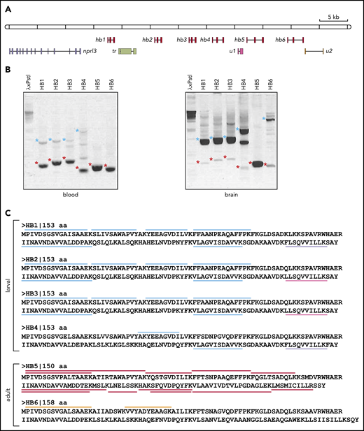 Analysis of the hb genes in the nprl3-linked L fluviatilis hb locus. (A) Schematic drawing (to scale) of the L fluviatilis hb locus. Exons of hb genes are shown as red boxes. To indicate the direction of transcription, gene names are positioned next to the first exon. (B) Expression of the L fluviatilis hb genes assessed by RT-PCR. Red asterisks indicate fragments of expected size for cDNA amplicons; blue asterisks indicate fragments of expected size for genomic amplicons. (C) Proteomic analysis of L fluviatilis HB proteins in larvae and adults. Peptides identified by mass spectrometry are indicated by colored bars: light blue, peptides unique to HB1-HB4; lavender, peptides unique to HB1 and HB4; magenta, peptides unique to HB2 and HB3; red, peptides unique to HB5; orange, peptides unique to HB6. tr, transposon; u1 and u2, predicted genes.