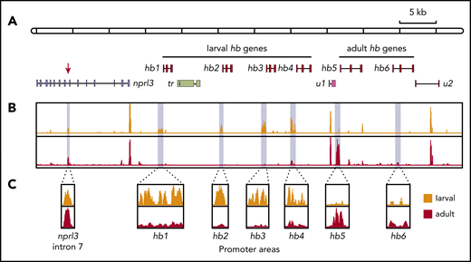 Chromatin accessibility of the nprl3-linked hb locus mapped by ATAC-seq. (A) Schematic drawing of the nprl3-linked hb locus. Intron 7 of the nprl3 gene is marked by a red arrow. Other details are the same as in Figure 1A. (B) ATAC-seq analysis of larval (orange) and adult (red) lamprey blood. Light blue shading indicates areas enlarged in panel C.