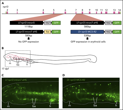 Erythroid-specific enhancer activity of intron7 of L fluviatilis nprl3. (A) Diagram of the L fluviatilis nprl3 gene and GFP reporter vectors used in transgenic enhancer reporter assays in P marinus. (B) Diagram of a 17-dpf P marinus embryo showing the circulatory system (red dashed lines) of the head and branchial arches. Dashed box indicates the region shown in panels C and D. (C) Still from supplemental Movie 1 showing erythroid-specific GFP reporter expression in circulation when intron7 of L fluviatilis nprl3 is used to drive GFP expression from the L fluviatilis hb2 promoter. (D) Still from supplemental Movie 2 showing erythroid-specific GFP reporter expression in circulation when the zebrafish MCS-R2 hb enhancer is used to drive GFP expression from the L fluviatilis hb2 promoter. Dotted white line in panels C and D outlines the embryo; original magnification, ×60. ba, branchial arches; dpf, days postfertilization; Dr, Danio rerio; h, heart; Lf, L fluviatilis; m, mouth.