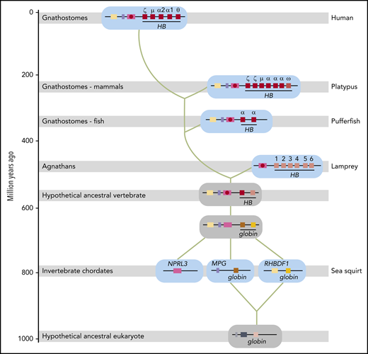 Model for the evolutionary origin of the human HBA locus. Based on the results reported in this article, our previous model for the evolutionary origin of the human HBA locus23 has been revised. Genes are color-coded and indicated by gene symbols or names at first appearance. Shaded gray bars indicate when Agnathans (invertebrate chordates) and Gnathostomes (fish, mammals) first appeared in geologic time. Extant representative species are indicated on the right (human, platypus, pufferfish, lamprey, and sea squirt). Loci from these species are shown on a cyan background; inferred loci are shown on a gray background. Green lines indicate the trajectory of evolution of the human HBA locus. Distal erythroid enhancers in introns of the NPRL3 gene are indicated by a red circle. Gene symbols: HB hemoglobin (encoding a globin with oxygen transport function); MPG, N-methylpurine DNA glycosylase; NPRL3, nitrogen permease regulator-like 3 (GATOR1 complex subunit); RHBDF1, rhomboid 5 homolog 1. The evolutionary time scale is based on Burmester et al.45