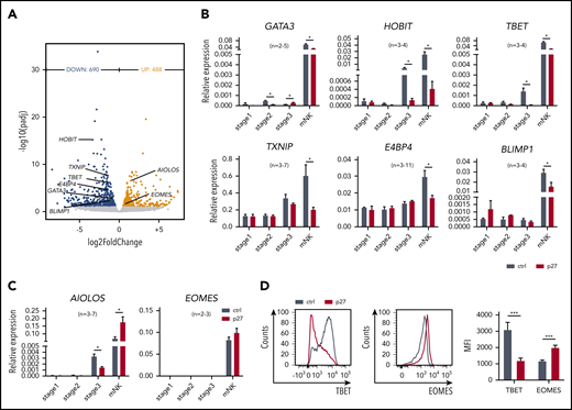 ETS1 directly regulates expression of several key transcription factors linked to NK cell differentiation. (A) NK cells were sorted from d18 control and ETS1 p27 cultures, and RNA-sequencing was performed. Volcano plot showing downregulated (blue) and upregulated (red) genes in NK cells from ETS1 p27 vs control (n = 4). Differentially expressed NK cell–related transcription factors are indicated. (B-C) NK cell–linked transcription factors that were differentially expressed as shown in panel A were evaluated by quantitative polymerase chain reaction analysis in all stages. Data are presented as mean ± SEM, and the number of experiments is indicated. (D) Representative dot plots of flow cytometry analysis of TBET and EOMES expression in mature NK cells. The mean fluorescence intensity (MFI) ± SEM (n = 8) is shown. Significant difference compared with control, *P < .05 and ***P < .001 (Student t test). mNK, mature NK cells.