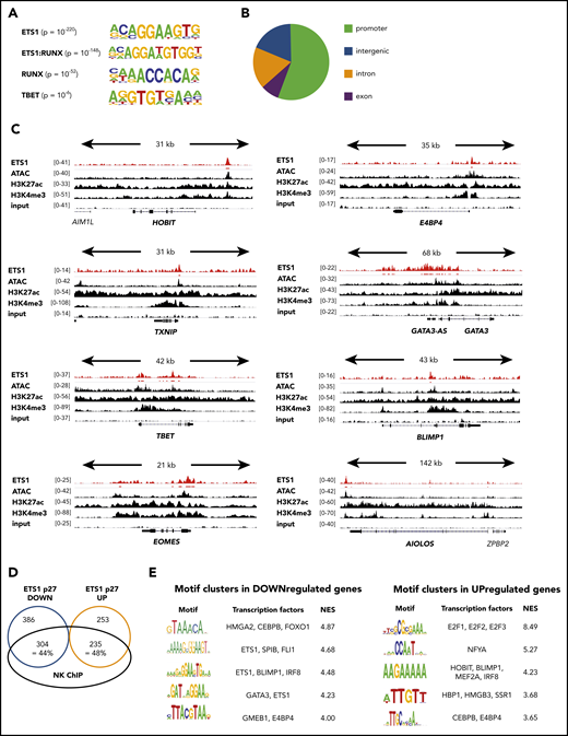 ETS1 ChIP analysis of human ex vivo peripheral NK cells. (A-D) ETS1 ChIP-seq analysis was performed on sorted human peripheral blood NK cells. (A) Known motifs were identified with the HOMER package, and the 4 most significant motifs are shown. (B) Locations of ETS1 ChIP peaks relative to genomic annotations. (C) Genome browser tracks of NK cell–linked transcription factor genes are shown for human NK cell ETS1 ChIP-seq vs input DNA, vs H3K4me3 and H3K27ac ChIP-seq and ATAC-sequencing. (D) Identification of the proportion of genes that are potentially directly regulated by ETS1. (E) Nonbiased analysis of enriched transcription factor motifs in the downregulated and upregulated genes of ETS1 p27 NK cells by using the computational method iRegulon.