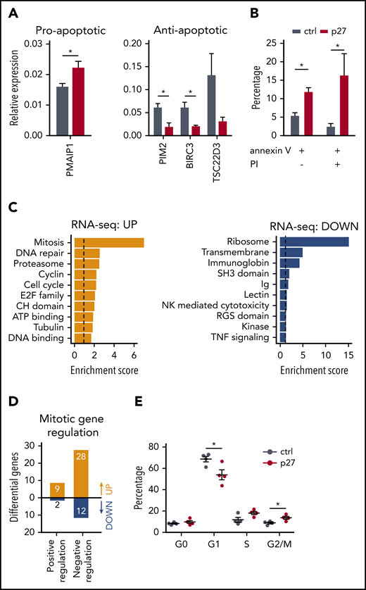 ETS1 p27 expression increases apoptosis in NK cells. (A) NK cells were sorted from d14 control and ETS1 p27 cultures. Quantitative polymerase chain reaction results are shown for the relative expression of indicated proapoptotic and antiapoptotic genes (mean ± SEM; n = 3-7). (B) NK cells from control and ETS1 p27 cultures were analyzed at d14 for apoptosis using annexin V and propidium iodide (PI) staining. The percentage annexin V and/or PI-positive cells in the NK cell gate is shown (mean ± SEM; n = 3-4). (C) Database for Annotation, Visualization and Integrated Discovery (DAVID) analysis of upregulated and downregulated genes of the RNA-sequencing analysis of ETS1 p27 vs control NK cells. The 10 most significant pathways are shown. (D) The number of upregulated and downregulated genes of ETS1 p27 vs control NK cells in the Gene Ontology positive and negative regulation of the mitotic cell cycle pathways. (E) Cell cycle analysis of d18 NK cells by 7-AAD/Ki67 staining. The percentage of cells at the indicated cell cycle phases is shown (n = 4). Significant difference compared with control, *P < .05 (Student t test). ATP, adenosine triphosphate; ctrl, control.
