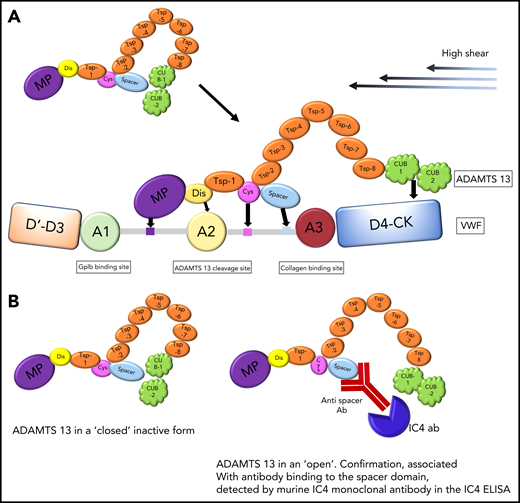 (A) Physiological action of ADAMTS13, which binds via CUB domains to D4-CK region of VWF under high shear stress. Further exosite binding of ADAMTS13 to VWF ensures alignment before VWF cleavage. (B) A cartoon to reflect the closed and open forms of ADAMTS13. ADAMTS13 is shown in a closed inactive form and an open confirmation, associated with antibody binding to the spacer domain, as detected by murine IC4 monoclonal antibody in the IC4 ELISA.
