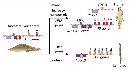 A globin gene regulatory element discovered in lampreys suggests an ancient origin in ancestral vertebrates. The Miyata et al study of lampreys showed that genes encoding globin polypeptides of the oxygen transporter hemoglobin (HB genes, light orange and red boxes) are adjacent to a ubiquitously expressed NPRL3 gene (violet box) in both major branches of vertebrates, jawed and jawless, despite the separate, convergent evolution of HB genes in each branch, with HB genes in jawless vertebrates more related to CYGB (light orange boxes). Furthermore, an intron of lamprey NPRL3 contains a major regulatory element for globin genes (star), as is the situation in humans. These maps in extant species suggest that the linkage of NPRL3, containing a strong regulatory element, to HB genes occurred in an ancestral vertebrate, represented as Haikouichthys ercaicunensis.10 By hypothesizing multiple ancestral HB genes in the linkage group, one related to CYGB and another related to canonical vertebrate HB (red box), the model can explain convergent evolution of different oxygen-transporting globins as selective expansions of one or the other gene while maintaining strong regulation from the NPRL3 intronic enhancer. Additional genes characteristic of this locus are also shown; boxes above the illustrative DNA helices are transcribed left to right, and those below the DNA are transcribed right to left. The CYBG gene and HB genes are on different chromosomes in humans.