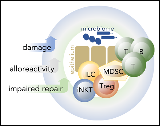Three key elements of GVHD pathophysiology: tissue damage, impaired repair, and alloreactvity. Typically, tissue damage is inflicted during conditioning chemotherapy and radiotherapy, at a time when tissue repair mechanisms are most impaired. However, tissue damage can occur at any time, for example, as a result of viral infection or viral reactivation. In the presence of alloreactive immune cells and in the absence of tissue repair mechanisms, this can lead to GVHD. B, B cells; T, T cells. Blue symbols: microbiome.