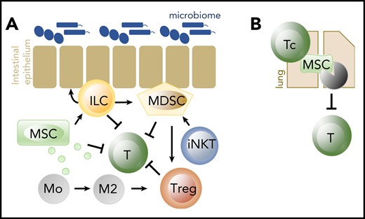 Cells important in tissue homeostasis and repair, and in suppression of alloreactivity. (A) MSC, ILC, MDSC, iNKT, and Treg have all been shown effective in the prevention of acute GVHD when adoptively transferred. Early acute GVHD could in addition be successfully treated with the adoptive transfer of ILC2. (B) Cytotoxic T cells (Tc) induce apoptosis of MSC in the lungs, which leads to suppression of adaptive lymphocytes via IDO produced by phagocytosing cells. Of all cell products, MSC are the only ones that are frequently used in human GVHD. IDO, indoleamine 2,3-dioxygenase.