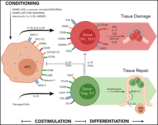 The cytokine and costimulatory pathways involved in acute GVHD. Chemoradiotherapy used in conditioning liberates a number of DAMP and PAMP signals that contribute to hematopoietic and nonhematopoietic APC activation (antigen presentation, costimulation molecule expression, and cytokine secretion). Allogeneic peptides presented in MHC are recognized by the TCR on conventional donor T cells in conjunction with a suite of costimulatory molecules (CD40-CD40L, CD80/86-CD28, OX40L-OX40, ICOSL-ICOS) that together with appropriate cytokine signals (eg, IL-12, IL-6, IL-23) drives T-cell differentiation and their secretion of effector cytokines (eg, IFN-γ, IL-17, TNF, GM-CSF) that invoke local inflammation to mediate target tissue apoptosis directly and by recruitment of additional immune effector cells. The activation of Tregs involves MHC/peptide-TCR interactions, costimulatory and coinhibitory molecule engagement (eg, TIGIT and CTLA-4), and additional cytokine signals from IL-33 that enhance cytokine secretion mediating regulatory and repair function (eg, IL-10/TGF-β and amphiregulin, respectively). Over time, many of these coinhibitory molecules are expressed by conventional T effector cells.