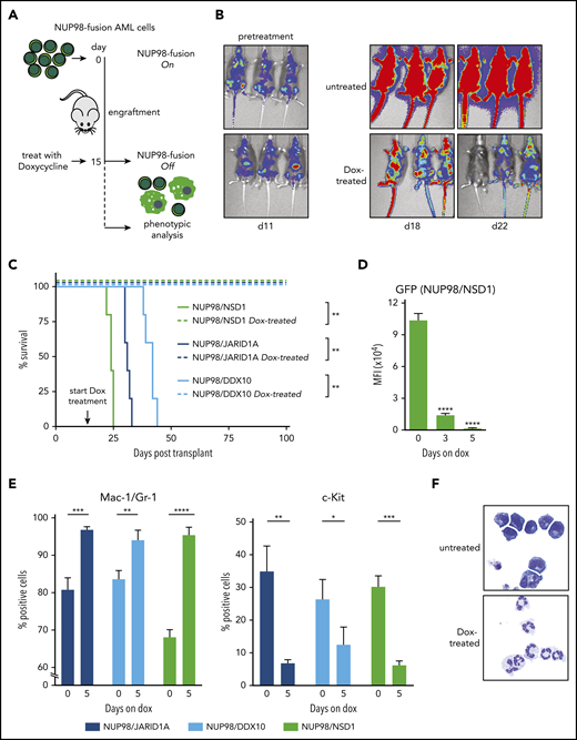 NUP98-fusion–protein-driven AML is highly dependent on sustained oncoprotein expression in vivo. (A) Schematic illustration of the experimental workflow to induce downregulation of oncogene expression in vivo. GFP/CD45.2-positive leukemia cells (1 × 106) were transplanted into sublethally irradiated secondary recipients. Animals were treated with Dox (4 mg/mL) after an engraftment period of 15 days. (B) Representative bioluminescence imaging of untreated vs Dox-treated mice transplanted with NUP98/NSD1-expressing leukemia cells. (C) Kaplan-Meier survival curves with statistical analyses using Log-rank tests of mice transplanted with leukemia cells expressing indicated NUP98-fusion proteins receiving either no treatment or Dox (4 mg/mL) (n ≥ 4). (D-E) Flow cytometric analyses of bone marrow–derived leukemia at indicated time points after Dox treatment of mice (mean ± SD; n = 3). (D) Quantification of mean fluorescence intensity (MFI) of GFP. (E) Quantification of the myeloid differentiation markers Mac-1/Gr-1 and the progenitor cell marker c-Kit. (F) Representative cytospin images of untreated vs Dox-treated (8 days) NUP98/JARID1A-expressing cells in vitro, ×400 original magnification. *P < .05, **P < .01, ***P < .001, ****P < .0001.