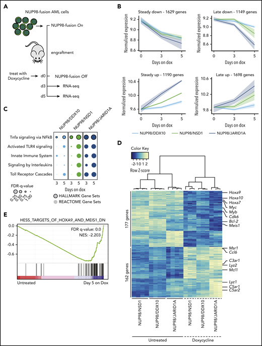 Different NUP98-fusion proteins regulate a common core of transcriptional targets. (A) Schematic illustration of the experimental workflow to investigate NUP98-fusion protein-dependent transcriptional programs. NUP98-fusion–protein-driven leukemia cells were transplanted into secondary recipient mice. Mice were treated with Dox for 3 or 5 days after an initial engraftment phase of 15 days; leukemia cells were sorted from the bone marrow based on GFP/CD45.2 expression, and gene expression was analyzed by RNA-seq (n ≥ 3). (B) Representation of dynamics of global gene expression changes after 3 and 5 days of Dox-induced NUP98-fusion–protein-repression. Each line represents the harmonized mean of the median expression of all genes within the cluster of distinct fusion-protein–driven cancer cells. Maximum/minimum medians are indicated by the colored area. (C) GSEA indicating induction of myeloid differentiation upon fusion protein withdrawal. (D) Heat map of 339 commonly up- and downregulated genes in all 3 NUP98-fusion–protein-driven models after 5 days of Dox-mediated fusion-protein repression (≥1.5-fold change, P < .01). (E) GSEA illustrating the enrichment of HOXA9/MEIS1-target genes in cells expressing NUP98/NSD1.