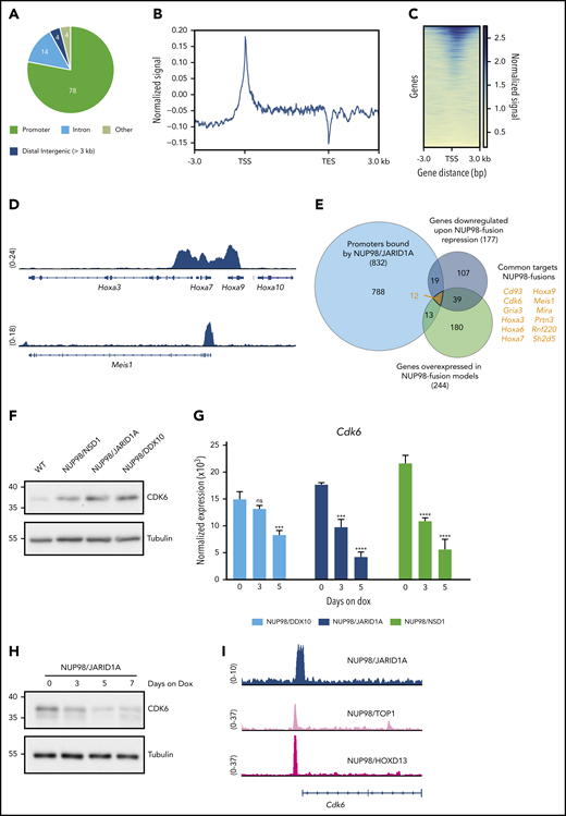 NUP98-fusion proteins regulate the expression and bind the promoter of Cdk6. (A) Pie chart of HA-NUP98/JARID1A chromatin binding events (%) in the indicated chromatin contexts. (B) Signal distribution of HA-NUP98/JARID1A normalized to the input signal, between the TSS and transcription end sites (TES) ± 3 kb up- and downstream. (C) Heat map showing HA-NUP98/JARID1A chromatin binding within ± 3 kb of annotated TSS. All annotated murine genes are plotted on the y-axis. (D) Representative ChIP-seq tracks showing the binding of HA-NUP98/JARID1A within the Hoxa cluster (top) and the promoter region of Meis1 (bottom). (E) Venn diagram showing the overlap of genes with NUP98/JARID1A-occupied promoter regions, all downregulated genes upon repression of NUP98-fusion proteins, and all genes that are highly overexpressed in NUP98-fusion–protein-driven mouse models. (F) Western blot analysis of CDK6 levels in bone marrow of mice transplanted with leukemia cells expressing different NUP98-fusion proteins, compared with bone marrow of wild-type (WT) mice. (G) Expression kinetics of Cdk6 in ex vivo–derived leukemia cells from the bone marrow upon Dox-mediated repression of the indicated NUP98-fusion proteins (mean ± SD; n = 3). (H) Western blot analysis of CDK6 levels of in vitro cultured NUP98/JARID1A-driven leukemia cells at indicated time points during Dox-mediated fusion protein repression (0.5 µg/mL). (I) Representative ChIP-seq tracks showing the binding of indicated NUP98-fusion proteins within the promoter region of Cdk6. *P < .05, **P < .01, ***P < .001, ****P < .0001.
