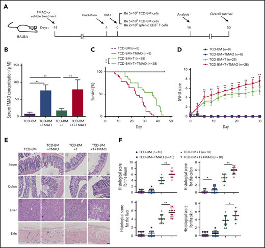 TMAO aggravated the severity and mortality of GVHD mice. (A) Experimental scheme of BMT or GVHD protocol. BALB/c recipients were fed with TMAO or vehicle from day −14 and, thereafter, lethally irradiated on day −1, and infused with C57BL/6 donor cells on day 0. The mice were injected with 5 × 106 TCD-BM cells or 5 × 106 TCD-BM cells and 2 × 106 splenic CD3+ T cells, respectively. The data were collected on day 14 except for the survival curve analysis on day 50. (B) Serum TMAO concentration was determined on day 14 in BMT mice (TCD-BM) and GVHD mice (TCD-BM+T), with or without TMAO treatment. Data were pooled from 3 independent experiments. N = 8 in each group. **P < .01. (C) Kaplan-Meier survival curve was determined in BMT mice (n = 8) or in GVHD mice (n = 28). Graph represents pooled data from 2 (BMT) or 3 (GVHD) independent experiments, in the presence or absence of TMAO treatment. **P < .01. (D) GVHD scores were analyzed in BMT mice (n = 8) or GVHD mice (n = 28). Graph represents pooled data from 2 (BMT) or 3 (GVHD) independent experiments, in the presence or absence of TMAO treatment. **P < .01. (E) Representative hematoxylin-and-eosin (H&E) tissue staining of ileum, colon, skin, and liver from BMT mice or GVHD mice. Scale bar, 200 μm. (F) Histologic analyses of GVHD features in paraffin-sectioned ileum, colon, skin, and liver tissue were performed on BMT mice or GVHD mice, with or without TMAO treatment. N = 10 in each group. The pooled data were from 3 independent experiments. *P < .05; **P < .01.