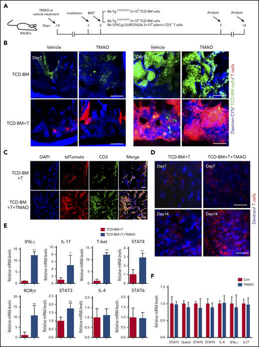 Th1 and Th17 differentiation was seen in TMAO-fed GVHD mice but not in the TMAO-supplemented in vitro culture system. (A) Experimental scheme of BMT mice or GVHD mice protocol. Recipients were fed with TMAO or vehicle from day −14 and thereafter. Data were collected on day 7 and day 14. (B) Representative in vivo fluorescence image of skull BM in recipient mice on day 7 and day 14. The BALB/c recipients were injected with B6-Tg(CAG-EGFP) TCD-BM cells to generate the BMT model or B6-Tg(CAG-EGFP) TCD-BM cells and B6.129(Cg)-Gt(ROSA)26Sortm4(ACTB-tdTomato-EGFP)/Nju (mT/mG) splenic CD3+ T cells to generate GVHD mice. Grafted tdTomato+ T cells (red) and GFP+ TCD-BM cells (green) were detected. The intravital vessels were stained with dextran-Cy5 (blue) by tail vein injection. Scale bar, 200 μm. (C-E) TCD-BM cells from C57BL/6 mice with splenic T cells from B6.129(Cg)-Gt(ROSA)26Sortm4(ACTB-tdTomato-EGFP)/Nju (mT/mG) mice were coinjected IV into lethally irradiated BALB/c mice. (C) Representative image of the allogeneic tdTomato+ T cells in murine femurs stained with tdTomato-recognizable anti–red fluorescent protein (red, Alexa Fluor 594) antibody and anti-CD3 (green, Alexa Fluor 488) antibody. The cellular nuclei were stained by 4′,6-diamidino-2-phenylindole (DAPI). Scale bar, 100 μm. (D) Representative in vivo intravital image of recipients’ spleen on day 7 and day 14. Grafted tdTomato+ T cells (red) and vasculature (blue) were imaged in the presence or absence of TMAO treatment. Scale bar, 200 μm. (E) The mRNA expression of IFN-γ (n = 6), IL-4 (n = 6), IL-17 (left to right column, n = 5, 4), T-bet (n = 6), RORγt (left to right column, n = 5, 6), and STAT3 (n = 6), STAT4 (n = 4), STAT6 (n = 7) in allogenic splenic tdTomato+ T cells were determined. The T cells were isolated from GVHD spleen on day 14 with or without TMAO treatment. Data were pooled from 2 independent experiments. *P < .05, **P < .01. (F) CD4+ T cells isolated from C57BL/6 mice were stimulated with anti-CD3 and anti-CD28 antibodies, in the presence or absence of TMAO treatment (300 μM). The mRNA expression of IL-4, IL-17, IFN-γ, Gata3, and STAT3, STAT4, STAT6 were determined 24 hours after TMAO treatment. N = 3 in each group.