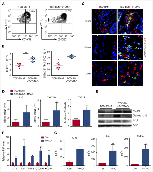 TMAO treatment enhanced macrophage infiltration and caused M1 polarization both in vitro and in vivo. (A-E) Lethally irradiated BALB/c recipients were infused with TCD-BM and splenic CD3+ T cells from C57BL/6 donors. (A) Splenic CD16/32+ M1 population was sorted from F4/80+CD11b+ macrophages in GVHD mice on day 14, in the presence or absence of TMAO treatment. (B) The percentages of splenic CD16/32+ M1 phenotype out of F4/80+CD11b+ macrophages were determined. Data were pooled from 2 independent experiments. N = 9 in each group. **P < .01. ●, TCD-BM+T; ▪, TCD-BM+T+TMAO. (C) Representative image of infiltrative F4/80+ (red, Alexa Fluor 594) iNOS+ (green, Alexa Fluor 488) M1 macrophages in ileum, colon, and liver tissues from GVHD recipients with or without TMAO treatment. The cellular nuclei were stained by DAPI. Scale bar, 10 μm. (D-E) Splenic F4/80+ cells were sorted from GVHD mice. (D) Expression of IL-6, CXCL9, and CXCL10 was determined by reverse transcription PCR (RT-PCR). Data were pooled from 3 independent experiments. N = 6 in each group. **P < .01. (E) Expression of NLRP3, IL-1β, and cleaved IL-1β was determined by western blotting analysis. (F) Expression of IL-1β (n = 6), IL-6 (n = 3), TNF-α (n = 6), CXCL9 (n = 5), and CXCL10 (n = 5) in BMDMs was analyzed by RT-PCR in the presence or absence of TMAO (300 μM) treatment. **P < .01. (G) Cytokines released into BMDM supernatants, including IL-1β (n = 4), IL-6 (left to right column, n = 5, 4) and TNF-α (left to right column, n = 3, 4), were detected by enzyme-linked immunosorbent assay (ELISA) after TMAO (300 μM) treatment. **P < .01.