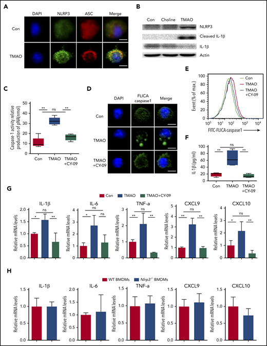 TMAO enhanced M1 polarization via activating the NLRP3 inflammasome. (A) Representative immunofluorescence staining of NLRP3 (green, Alexa Fluor 488), ASC (red, Alexa Fluor 594), DAPI (blue) on BMDMs after TMAO (300 μM) stimulation for 24 hours. Scale bar, 5 μm. (B) Western blotting analysis of NLRP3, IL-1β, and cleaved IL-1β of BMDMs cultured with TMAO (300 μM) or choline (300 μM) for 24 hours. (C-G) BMDMs were cultured with TMAO (300 μM) in the presence or absence of CY-09 (1 μM) for 24 hours. (C) Casapse-1 activity (N = 5 in each group; **P < .01). (D) Representative image of FLICA Casapse-1 that binds only to activated caspase-1 (green, FAM FLICA; blue, DAPI). Scale bar, 5 μm. (E) Flow cytometry analysis of FLICA Casapse-1 was determined. (F) The concentrations of IL-1β in the supernatant of BMDMs cultured with TAMO or TMAO+CY-09 were detected by ELISA. N = 4 in each group. **P < .01. (G) Expression of IL-1β (left to right column, n = 4, 3, 4), IL-6 (left to right column, n = 3, 4, 3), TNF-α (left to right column, n = 3, 3, 5), CXCL9 (left to right column, n = 4, 3, 3), and CXCL10 (left to right column, n = 3, 3, 6) in BMDMs stimulated with TMAO or TMAO+CY-09 were determined by RT-PCR. *P < .05, **P < .01. (H) Expression of IL-1β, IL-6, TNF-α, CXCL9, and CXCL10 in Nlrp3−/− BMDMs or WT BMDMs was determined. N = 3 in each group.