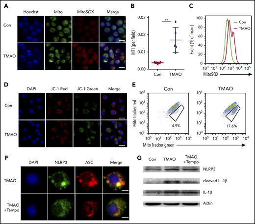 TMAO activated NLRP3 via the mitochondrial ROS. (A) Representative image of BMDMs labeled with MitoSOX for mitochondrial ROS detection (green, Mito; red, MitoSOX; blue, Hoechst). Scale bar, 10 μm. (B-E) Mean fluorescence intensity (MFI) of MitoSOX determined by ImageJ (B; N = 5 in each group; **P < .01) and percentage of fluorescence-expressing MitoSOX determined by FACS analysis (C) in TMAO-treated BMDMs. Mitochondrial membrane potential as the ratio of JC-1 red to JC-1 green was detected by immunofluorescence (D; scale bar, 10 μm), and dysfunctional mitochondrial respiration labeled with MitoTracker GreenhighMitoTracker Redlow was detected by FACS analysis (E) in BMDMs treated with 300 μM TMAO for 24 hours. (F) Representative immunofluorescence staining of NLRP3 (green, Alexa Fluor 488), ASC (red, Alexa Fluor 594), DAPI (blue) in TMAO-treated or TMAO+Tempo–treated BMDMs. Scale bar, 5 μm. (G) Western blotting analysis of NLRP3, IL-1β, and cleaved IL-1β in TMAO-treated or TMAO+Tempo–treated BMDMs. (H) Secreted IL-1β in BMDM-cultivated supernatants with TMAO, Tempo, or TMAO+Tempo. N = 4 in each group. **P < .01. (I-J) Caspase-1 activity determined as pNA concentration (I; N = 4 in each group; *P < .05, **P < .01) or fluorescein isothiocyanate–FLICA percentage (J) was analyzed in TMAO-treated or TMAO+Tempo–treated BMDMs. (K) Expression of TNF-α (N = 3 in each group) and IL-6 (N = 4 in each group) was determined by ELISA in BMDM supernatants cultured with TMAO, Tempo, TMAO+Tempo for 24 hours. **P < .01. (L) Expression of CXCL9 and CXCL10 in BMDMs was determined by RT-PCR after being treated with Tempo, TMAO, or TMAO+Tempo for 24 hours. N = 3 in each group. **P < .01.