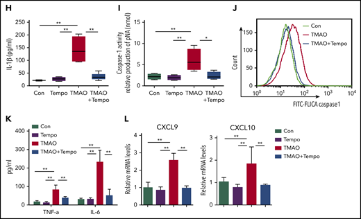 TMAO activated NLRP3 via the mitochondrial ROS. (A) Representative image of BMDMs labeled with MitoSOX for mitochondrial ROS detection (green, Mito; red, MitoSOX; blue, Hoechst). Scale bar, 10 μm. (B-E) Mean fluorescence intensity (MFI) of MitoSOX determined by ImageJ (B; N = 5 in each group; **P < .01) and percentage of fluorescence-expressing MitoSOX determined by FACS analysis (C) in TMAO-treated BMDMs. Mitochondrial membrane potential as the ratio of JC-1 red to JC-1 green was detected by immunofluorescence (D; scale bar, 10 μm), and dysfunctional mitochondrial respiration labeled with MitoTracker GreenhighMitoTracker Redlow was detected by FACS analysis (E) in BMDMs treated with 300 μM TMAO for 24 hours. (F) Representative immunofluorescence staining of NLRP3 (green, Alexa Fluor 488), ASC (red, Alexa Fluor 594), DAPI (blue) in TMAO-treated or TMAO+Tempo–treated BMDMs. Scale bar, 5 μm. (G) Western blotting analysis of NLRP3, IL-1β, and cleaved IL-1β in TMAO-treated or TMAO+Tempo–treated BMDMs. (H) Secreted IL-1β in BMDM-cultivated supernatants with TMAO, Tempo, or TMAO+Tempo. N = 4 in each group. **P < .01. (I-J) Caspase-1 activity determined as pNA concentration (I; N = 4 in each group; *P < .05, **P < .01) or fluorescein isothiocyanate–FLICA percentage (J) was analyzed in TMAO-treated or TMAO+Tempo–treated BMDMs. (K) Expression of TNF-α (N = 3 in each group) and IL-6 (N = 4 in each group) was determined by ELISA in BMDM supernatants cultured with TMAO, Tempo, TMAO+Tempo for 24 hours. **P < .01. (L) Expression of CXCL9 and CXCL10 in BMDMs was determined by RT-PCR after being treated with Tempo, TMAO, or TMAO+Tempo for 24 hours. N = 3 in each group. **P < .01.