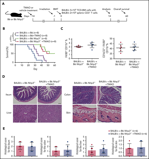 NLRP3 was indispensable for TMAO-enhanced GVHD. (A) Experimental scheme of GVHD mice protocol. B6 or B6 Nlrp3−/− recipients were fed with TMAO or vehicle from day −14 and thereafter, lethally irradiated on day −1, and transfused with TCD-BM and splenic CD3+ T cells from BALB/c donors on day 0. Data were collected on day 14 except for survival curve analysis on day 60. (B) Kaplan-Meier survival curve was determined in GVHD B6 or B6 Nlrp3−/− recipients (N = 8 in each group), in the presence or absence of TMAO treatment. Data were pooled from 2 independent experiments. *P < .05, **P < .01. (C) The percentages of splenic F4/80+CD11b+ macrophages (left panel) and splenic CD16/32+ M1 phenotype out of F4/80+CD11b+ macrophages (right panel) in B6 Nlrp3−/− GVHD mice were determined. Data were pooled from 2 independent experiments. N = 6 in each group. ●, BALB/c→ B6 Nlrp3−/−; ▪, BALB/c→ B6 Nlrp3−/− +TMAO. (D) Representative H&E staining images of ileum, colon, skin, and liver tissues from B6 Nlrp3−/− GVHD recipients with or without TMAO treatment. Scale bar, 200 μm. (E) Paraffin sections of ileum, colon, skin, and liver tissues from B6 Nlrp3−/− GVHD recipients with or without TMAO treatment were analyzed for GVHD histological score. Data were pooled from 2 independent experiments. N = 6 in each group.