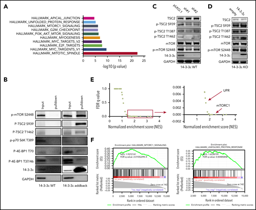 14-3-3ε interacts with and affects the mTORC1 signaling pathway. (A-B) Anti-FLAG antibody was used to pull down 14-3-3ε binding proteins in H929 KO cells expressing pLenti6-FLAG-YWHAE OE plasmid (14-3-3ε). Cell lysate from H929 (FLAG-negative with YWHAE WT) cells was used as negative control. Pull-down products were subjected to mass spectrometry or western blot analysis. (A) Hallmark GSEA of 14-3-3ε interacting proteins detected by mass spectrometry analysis. (B) Pull-down products were subjected to western blot analysis and probed with the indicated antibodies. (C) Western blot analysis in H929 MM cells infected with either scrambled (pLKO.1) or two 14-3-3ε-targeted shRNAs was performed using the indicated mAbs, including 14-3-3ε mAb to confirm KD efficiency. (D) Western blot analysis in H929 KO cells expressing pLenti6-empty (empty) or pLenti6-FLAG-YWHAE OE plasmid (14-3-3ε) was performed using the indicated mAbs, including 14-3-3ε to confirm addback efficiency. GAPDH was used as loading control. One representative blot of 2 is shown. (E) Pearson correlation coefficients between YWHAE and individual gene expression levels across all patients with MM were calculated; the resulting rank-ordered gene list was subjected to GSEA. GSEA false discovery rate (FDR)-q values and normalized enrichment scores for genes significantly correlated with YWHAE expression in primary MM cell RNA-seq data are shown in the graph. (F) GSEA-derived enrichment plots for mTORC1 and UPR pathways.