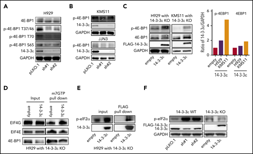 Depletion of YWHAE inhibits translation initiation complex formation. (A-B) Western blot analysis in H929 (A) and KMS11 and JJN3 (B) MM cell lines infected with either scrambled (pLKO.1) or two 14-3-3ε-targeted shRNAs was performed using the indicated mAbs. (C) Western blot analysis in H929 (left) and KMS11 (right) KO cells expressing pLenti6-empty (empty) or pLenti6-FLAG-YWHAE OE plasmid (14-3-3ε) was performed using the indicated mAbs, including 14-3-3ε to confirm addback efficiency. GAPDH was used as loading control. GAPDH ratio is shown (right). (D) m7GTP was used to pull down m7GTP binding proteins in H929 KO cells expressing pLenti6-empty (empty) or pLenti6-FLAG-YWHAE OE plasmid (14-3-3ε). Pull-down products were subjected to western blot analysis and probed with the indicated antibodies. (E) Anti-FLAG antibody was used to pull down 14-3-3ε binding proteins in H929 KO cells expressing pLenti6-FLAG-YWHAE OE plasmid. Cell lysate from H929 with YWHAE KO cells expressing pLenti6-empty was used as negative control (empty). Pull-down products were subjected to western blot analysis and probed with the indicated antibodies. (F) Western blot analysis in H929 MM cells infected with either scrambled (pLKO.1) or two 14-3-3ε-targeted shRNAs (left), and in H929 KO cells expressing pLenti6-empty (empty) or pLenti6-FLAG-YWHAE OE plasmid (14-3-3ε; right). One representative blot of 2 is shown.