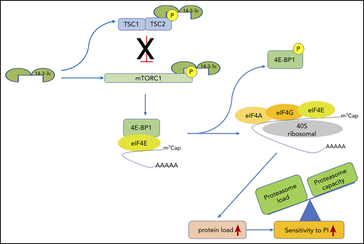 14-3-3ε functional model in MM. 14-3-3ε induces the activation of mTORC1 through binding and inhibition of the TSC1/TSC2, complex as well as directly interacting and promoting phosphorylation of the mTORC1 subunit mTOR. On activation, mTORC1 phosphorylates 4E-BP1 releasing eIF4E, to allow cap-dependent mRNA translation. As a consequence, MM cell protein load increases, shifting the load/capacity balance and resulting in enhanced sensitivity to PIs.