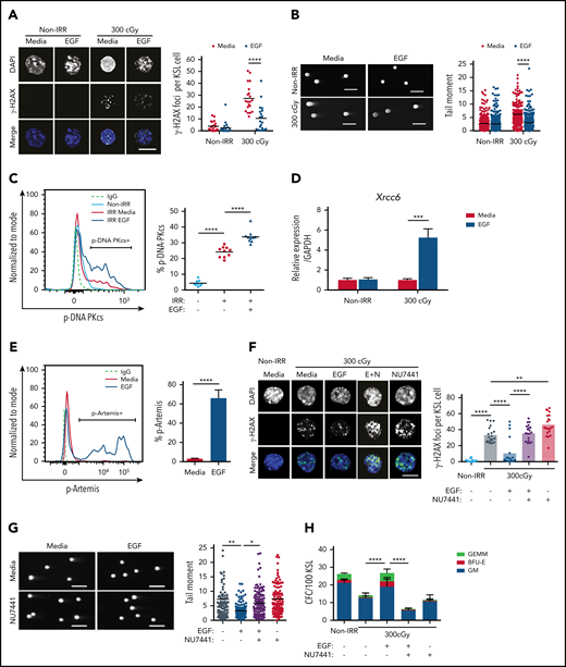 EGF decreases DNA damage in irradiated HSCs via DNA-PKcs. (A) Immunofluorescence microscopy of IR-induced foci of γ-H2AX in nonirradiated (Non-IRR) and 300-cGy–irradiated BM KSL cells cultured in complete media (Media), with or without 10 ng/mL EGF for 1 hour (scale bar, 10 µm) (left panel). Numbers of foci per KSL cell in Non-IRR KSL cells (n = 20 replicates per group, 2-way ANOVA, horizontal lines represent means). (B) Representative images of a Comet assay of BM KSL cells that were irradiated (300 cGy) or not (Non-IRR) and cultured in media, with or without EGF, for 1 hour (scale bars, 100 µm) (left panel). Quantification of tail moments in each condition (n = 179-256 cells per group, 2-way ANOVA) (right panel). (C) Flow cytometric analysis of p-DNA-PKcs levels in Non-IRR KSL cells and irradiated (IRR; 100 cGy) KSL cells treated with Media alone or Media plus EGF for 1 hour (left panel). Percentage of p-DNA-PKcs+ KSL cells in each condition (n = 9-10 per group, 1-way ANOVA) (right panel). (D) Gene expression of Xrcc6 in Non-IRR KSL cells and at 1 hour following 300 cGy, treated or not with EGF (n = 4 per group, mean ± SEM, 2-way ANOVA). (E) Representative line graph of p-Artemis (Ser516) in KSL cells irradiated with 300 cGy and then treated or not with EGF for 1 hour (left panel). Percentage of p-Artemis+ KSL cells (n = 4 per group, mean ± SEM, Student t test) (right panel). (F) Fluorescence microscopy images of γ-H2AX foci in Non-IRR KSL cells and irradiated KSL cells in Media with or without EGF and with or without NU7441 (E+N; scale bar, 10 µm) (left panel). Numbers of γ-H2AX foci per KSL cell in each condition (n = 20 per group, 2-way ANOVA) (right panel). (G) Representative images of Comet assay of 300-cGy–irradiated KSL cells cultured with Media with or without EGF and with or without NU7441 (scale bars, 100 µm) (left panel). Tail moments from KSL cells from each condition (n = 102-114 cells per group, 1-way ANOVA) (right panel). (H) Numbers of CFCs from Non-IRR BM KSL cells and 300-cGy–irradiated KSL cells cultured in Media with or without EGF and with or without NU7441 for 72 hours (n = 6 per group, mean ± SEM, 2-way ANOVA). *P < .05, **P < .01, ***P < .001, ****P < .0001. IgG, immunoglobulin G.BFU-E, burst forming unit–erythroid; E+N, EGF + NU7441; GEMM, colony forming unit-granulocyte/erythroid/macrophage/megakaryocyte, GM, colony forming unit-granulocyte/macrophage.