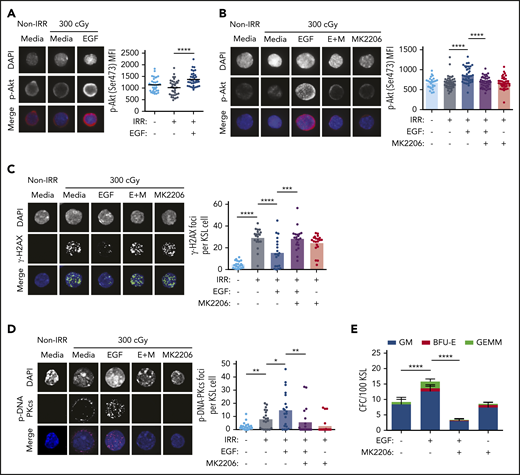 EGF-mediated activation of DNA-PKcs is dependent on Akt. (A) Representative microscopic images of p-Akt in nonirradiated (Non-IRR) and irradiated (IRR) KSL cells cultured in media, with or without EGF, for 5 minutes (scale bar, 10 µm) (left panel). p-Akt MFI in KSL cells for each condition (n = 34-37 cells per group, Student t test) (right panel). (B) Representative microscopic images of p-Akt in Non-IRR and irradiated KSL cells cultured with media with or without EGF and with or without MK2206 for 5 minutes (scale bar, 10 µm) (left panel). p-Akt MFI in KSL cells for each condition (n = 26-44 cells per group, 1-way ANOVA) (right panel). (C) Representative microscopic images of γ-H2AX foci in the conditions shown at 1 hour of culture (scale bar, 10 µm) (left panel). Numbers of foci per KSL cell for each condition (n = 20 fields of view per group, 1-way ANOVA) (right panel). (D) Representative microscopic images of p-DNA-PKcs foci in the conditions shown (scale bar, 10 µm). Numbers of p-DNA-PKcs foci per KSL cell for each condition (n = 20 fields of view per group, 1-way ANOVA) (right panel). (E) CFCs from KSL cells irradiated with 300 cGy and cultured in media with or without EGF and with or without MK2206 (n = 6 per group). Data are mean ± SEM. *P < .05, **P < .01, ***P < .001, ****P < .0001, 2-way ANOVA. DAPI, 4′,6-diamidino-2-phenylindole. E+M, EGF + MK2206.