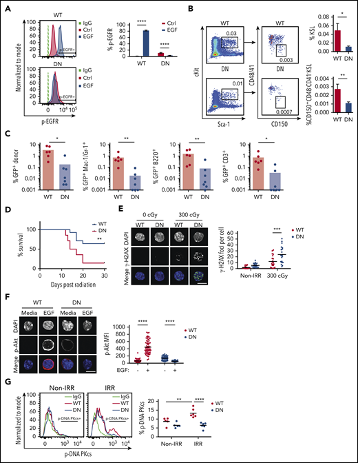 EGFR signaling is necessary for HSC DNA repair and hematopoietic regeneration following TBI. (A) Representative line graphs of p-EGFR levels in BM KSL cells from EGFR-WT (WT) mice and EGFR-DN (DN) mice at 45 minutes following EGF treatment (left panel). Percentage of p-EGFR+ KSL cells in each condition (n = 6 per group, mean ± SEM, 2-way ANOVA) (right panel). (B) Representative flow cytometric analysis of percentages of BM KSL cells and CD150+CD48−CD41− KSL HSCs in WT and DN mice at day +10 following 500-cGy TBI (left panels). Percentages of KSL cells and CD150+CD48−CD41− KSL cells in each group (n = 14 per group, mean ± SEM, Student t test) (right panels). (C) Percentages of total donor GFP+ cells, myeloid cells, B cells, and T cells in the PB of recipient mice at 16 weeks following transplantation of 2.5 × 104 GFP+ KSL cells collected from WT or DN mice at day +10 following 500-cGy TBI, coupled with 2 × 105 BM competitor cells (n = 6 or 7 per group, Student t test). (D) Percentage survival of recipient F1 mice over 30 days following 900-cGy TBI and transplantation with 5 × 105 BM cells collected from EGFR-DN or EGFR-WT mice at 24 hours post-500-cGy TBI (n = 14 mice per group, log-rank test). (E) Representative microscopic image of γ-H2AX foci in nonirradiated and 300-cGy–irradiated BM KSL cells from WT and DN mice cultured with TSF for 1 hour (scale bar, 10 µm) (left panel). Foci numbers per KSL cell (n = 20 fields of view per group, mean ± SEM, 2-way ANOVA) (right panel). (F) Microscopic images of p-Akt in KSL cells from WT and DN mice at 5 minutes following irradiation with 300 cGy and culture in media with or without EGF (scale bar, 10 µm) (left panel). p-Akt MFI in KSL cells from each condition (n = 56-69 cells per group, mean ± SEM, 2-way ANOVA) (right panel). (G) Representative line graphs of p-DNA-PKcs levels in KSL cells from WT and DN mice at 1 hour following 100 cGy (left panel). Percentage of p-DNA-PKcs+ KSL cells in each condition at 1 hour postirradiation (n = 5 or 6 per group, 2-way ANOVA). *P < .05, **P < .01, ***P < .001, ****P < .0001. DAPI, 4′,6-diamidino-2-phenylindole; IgG, immunoglobulin G; IRR, irradiated; Non-IRR, nonirradiated.