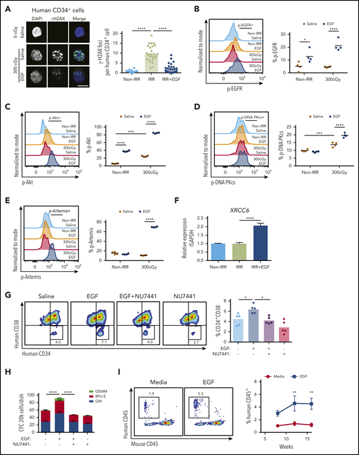 EGF treatment promotes recovery of human HSCs following irradiation. (A) Immunofluorescence microscopy of γ-H2AX foci in nonirradiated and 300-cGy–irradiated human BM CD34+ cells cultured in complete media (TSF) with and without 100 ng/mL EGF for 1 hour (scale bar, 10 µm). Numbers of foci per cell are quantified (n = 24-27 fields of view, 1-way ANOVA) (left panel). Nonirradiated (Non-IRR) or 300-cGy–irradiated human BM CD34+ cells were treated with EGF or saline for 5 minutes and analyzed for p-EGFR (B), p-Akt (C), p-DNA-PKcs (D), and p-Artemis (E) levels (n = 4 per group, 2-way ANOVA). (B) Representative flow cytometric analysis of p-EGFR in BM CD34+ cells (left panel). Quantification of the percentage of p-EGFR (right panel). (C) Representative analysis of p-Akt in BM CD34+ cells (left panel). Quantification of the percentage of p-Akt (right panel). (D) Representative analysis of p-DNA-PKcs in BM CD34+ cells (left panel). Quantification of the percentage of p-DNA PKcs (right panel). (E) Representative analysis of p-Artemis in BM CD34+ cells (left panel). Quantification of the percentage of p-Artemis (right panel). (F) XRCC6 gene expression in human BM CD34+ cells following 300-cGy irradiation and treatment with EGF or saline for 1 hour. Non-IRR BM CD34+ cells cultured for 1 hour were used as control (n = 3, mean ± SEM, 1-way ANOVA). (G) Representative flow cytometric analysis of human CD34+CD38− HSPCs in culture at 36 hours following 300-cGy irradiation of BM CD34+ cells and treatment with media with or without EGF and with or without NU7441 (left panel). Mean percentages of CD34+CD38− cells (n = 5 per group, 1-way ANOVA) (right panel). (H) Numbers of CFCs after 36 hours of culture of BM CD34+ cells following 300-cGy irradiation and treatment with or without EGF and with or without NU7441 (n = 6, mean ± SEM, 2-way ANOVA). (I) Representative human CD45+ cell engraftment in PB of NSG-S mice at 16 weeks following transplantation of irradiated BM CD34+ cells cultured in media + EGF for 36 hours or irradiated BM CD34+ cells cultured in media alone (left panel). Time course of human CD45+ hematopoietic cell engraftment in PB of NSG-S mice (n = 7 or 8, mean ± SEM, 2-way ANOVA) (right panel). Time course of human CD33+/CD13+ myeloid cell engraftment (J), human CD19+ B-cell engraftment (K), and human CD3+ T-cell engraftment (L) in NSG-S mice (n = 7 or 8, mean ± SEM, 2-way ANOVA). *P < .05, **P < .01, ***P < .001, ****P < .0001.