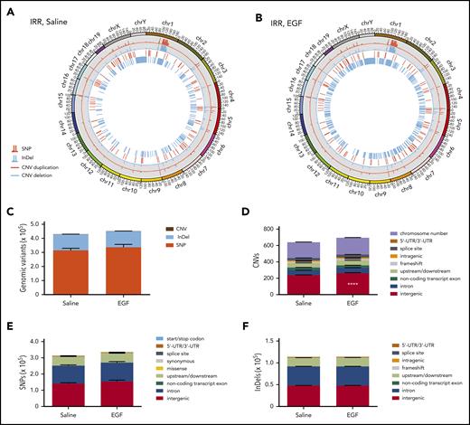 EGF treatment effects on HSC mutagenesis and gene expression following TBI. Representative Circos plots of WGS of BM KSL cells collected from C57BL/6 mice at 6 weeks following 500-cGy TBI and treatment with saline (A) or EGF (B). (C) Total genome variant numbers categorized by mutation type (n = 5 per group, mean ± SEM, 2-way ANOVA). (D) Numbers and locations of CNVs in BM KSL cells at 6 weeks following 500-cGy TBI and treatment with EGF or saline (n = 5 per group, mean ± SEM). ****P < .0001, 2-way ANOVA. (E) Numbers and locations of SNPs in BM KSL cells at 6 weeks following 500-cGy TBI and treatment with EGF or saline (n = 5 per group, mean ± SEM, 2-way ANOVA). (F) Numbers and locations of InDels in BM KSL cells at 6 weeks following 500-cGy TBI and treatment with EGF or saline (n = 5 per group, mean ± SEM, 2-way ANOVA). UTR, untranslated region.