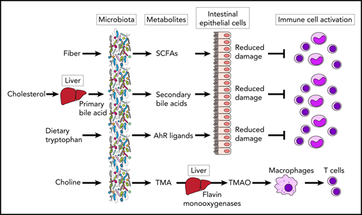 Microbial metabolites modulate immune cell responses in GVHD. SCFAs derived from fiber and secondary bile acids protect epithelial cells from damage, leading to suppression of immune cell activation. AhR ligands derived from dietary tryptophan can also suppress immune cell activation through reduction of intestinal epithelial damage in GVHD. TMAO is produced by hepatic processing by flavin monooxygenases of TMA following bacterial metabolism of choline and other dietary components. TMAO augmented alloreactive T-cell proliferation via M1 polarization of bone marrow–derived macrophages.