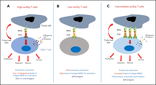 Avidity and activation of TAA-specific T cells. (A) High-avidity CD8+ T cells that recognize target cells expressing endogenous levels of antigen are directed against non-self epitopes such as viral antigens or neo-antigens. Autoreactive T cells bearing TCRs that strongly react with self-peptides are deleted in the thymus (negative selection) or in the periphery. (B) Low-avidity self-reacting T cells can enter the periphery and need high ligand density to become activated. (C) However, intermediate-avidity T cells recognizing self-restricted TAAs can bypass negative selection in the thymus and mediate tumor cell lysis that depends on increased antigen expression, compared with non-malignant cells, or be promoted by inflammation, enhanced costimulation, or presentation by activated APCs. IFN, interferon; IL, interleukin; MHC, major histocompatibility complex.