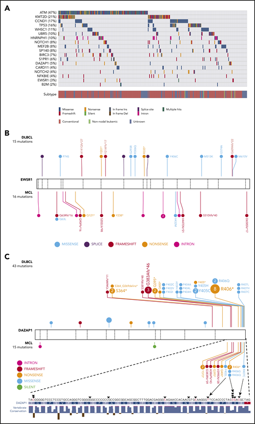 Recurrent mutations are identified in MCL. (A) Mutations observed across 273 MCL samples in 18 candidate MCL genes. Mutations shown here are limited to nonsilent mutations of all genes with the exception of HNRNPH1. For this gene, intronic and silent mutations affecting or immediately surrounding exon 4 are included. Spatial distribution of mutations observed in (B) EWSR1, and (C) DAZAP1 in MCL compared with DLBCL.