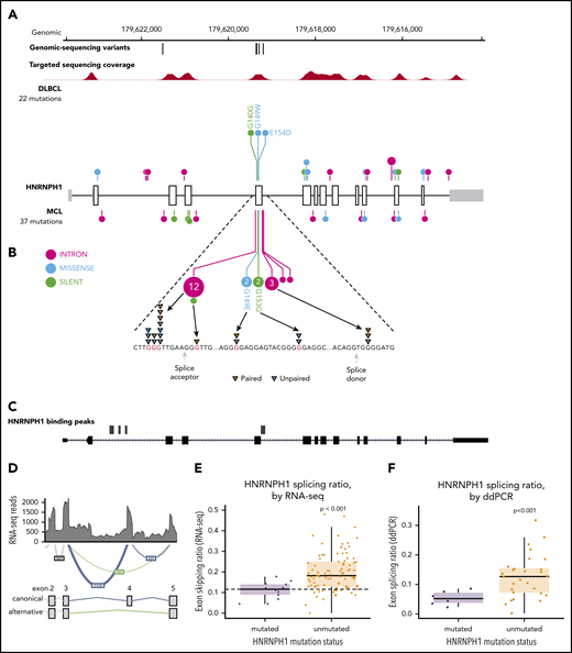 HNRNPH1 mutations in MCL cluster near exon 4 in poly-G motifs. (A) Somatic mutations found in genomic sequencing cases and targeted sequencing coverage of a representative sample. The prevalence and pattern of mutations in HNRNPH1 is compared between DLBCL and MCL. (B) Splice site and intronic mutations affecting poly-G motifs were observed both upstream and downstream of exon 4. Paired mutations (orange triangles) are those found to be somatic by sequencing matched constitutional DNA (n = 7). Unpaired mutations (blue triangles) are mutations found in tumor-only DNA sequencing (n = 12). (C) HNRNPH1 iCLIP binding peaks show that HNRNPH1 binds near exon 4 of the transcript (shown is Ref-seq isoform NM_001257293). (D) A representative Sashimi plot of splicing events in HNRNPH1 are indicated. The canonical splicing events are shown in blue, and the alternative (exon 4 skipping) splice event is shown in green. RNA-seq splicing ratios were calculated by the sum of reads supporting the alternative (green) event, divided by the number of reads supporting the canonical (blue) splicing event. (E) Mutated HNRNPH1 cases showed significantly lower exon-skipping ratios compared with unmutated cases, as measured by RNA-seq. Cases below the dotted horizontal line (skipping ratio ≤ median mutant skipping ratio) are referred to as mutantlike in further analyses. (F) Digital PCR was used to separately quantify alternative and canonical HNRNPH1 transcripts in mutant (n = 6) and wild-type (n = 30) cases. Mutant cases exhibit lower rate of exon skipping and higher overall abundance of HNRNPH1 mRNA.