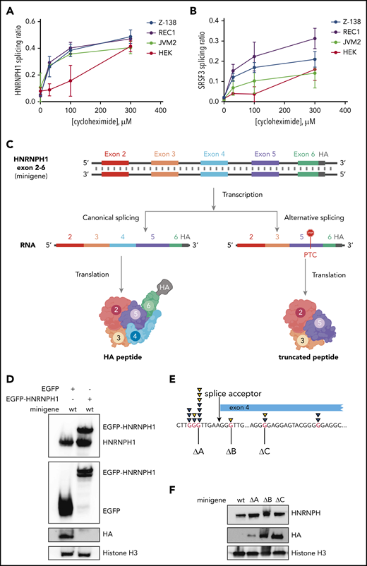 Mutations in HNRNPH1 prevent negative regulation via nonsense-mediated decay. We separately quantified canonical and alternative HNRNPH1 (A) and SRSF3 (B) transcripts by digital PCR in MCL cells (REC1, JVM2, and Z138) and HEK cells cultured with cycloheximide (an indirect inhibitor of NMD). This revealed an increasing proportion of the alternative transcript (skipped exon 4 in HNRNPH1) with increasing concentrations of cycloheximide. (C) Output from the minigene reporter is represented schematically. Differential splicing of the transcribed pre-mRNA results in inclusion or exclusion of HNRNPH1 exon 4. The out-of-frame transcript (right) results in the introduction of a premature termination codon (PTC) in exon 5 and translation of a truncated peptide. Translated peptides are represented in cartoon form. (D) HA tag abundance from the wild-type HNRNPH1 minigene is detected by western blot analysis. HA expression, representing productive splicing, is lost in the presence of HNRNPH1 overexpression. (E) The 3 independent G>T mutations introduced into the HNRNPH1 minigene are schematically represented in relation to the patient-identified mutations. (F) Expression of the HA tag from wild-type and mutant HNRNPH1 minigenes are detected by western blot analysis. HA expression, again representing productive splicing, is substantially higher when mutated minigenes are transfected into HEK cells as compared with the wild-type minigene.