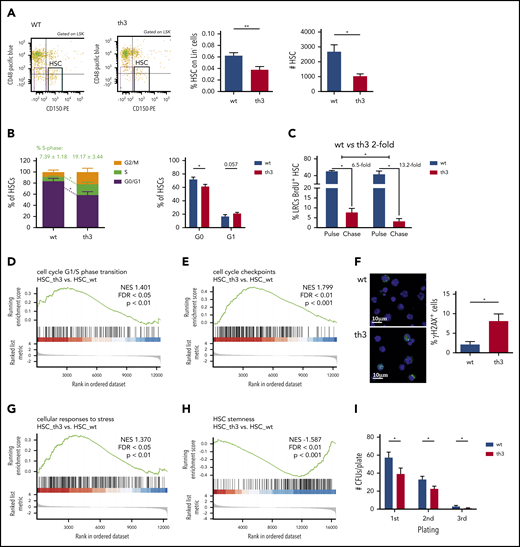 Reduced frequency and loss of quiescence of HSCs in th3 mice. (A) Representative plots of HSCs gated from BM Lin−Sca-1+c-Kit+ cells. WT and th3 HSC frequency on BM Lin− cells and absolute counts from both femurs and tibiae. WT, n = 8; th3, n = 9. (B) Evaluation of cell cycle distribution among G0/G1, S, and G2/M phases of WT and th3 HSCs by cytofluorimetry after 7-AAD staining. 7-AAD/Ki-67 staining was performed to discriminate between G0 and G1 phases. WT, n = 9; th3, n = 8. (C) Frequency of cycling HSCs expressed as a percentage of LRCs, revealing BrdU+ HSCs by in vivo BrdU pulse-chase assay. Chase fold-decrease, compared with respective pulse labeling is reported. WT pulse, n = 3; WT chase, n = 5; th3 pulse, n = 3; th3 chase, n = 3. (D-E) GSEA enrichment plots of the cell cycle–associated categories from the biological process branch of the GO database, showing the profile of the running enrichment score and the positions of gene set members on the rank-ordered list. Enrichment of th3 HSCs vs WT HSCs is reported. (F) Representative images of γH2AX+ foci in the nuclei of WT and th3 Lin− cells. Analysis of the frequency of cells accumulating DNA damage, shown as a percentage of γH2AX+ cells, is reported. WT, n = 3; th3, n = 3. Immunofluorescence analysis by anti-phospho-H2AX (Ser139) staining was performed. Cell nuclei were stained with Hoechst 33342. (G) GSEA enrichment plot of the cellular response to stress category from the Reactome Pathway database, showing the profile of the running enrichment score and the positions of gene set members on the rank-ordered list. Enrichment in th3 HSCs vs WT HSCs is reported. (H) GSEA enrichment plot showing the profile of the running enrichment score and the positions of gene set members on the rank-ordered list of key genes reported to be associated with HSC stemness. Enrichment in th3 HSCs vs WT HSCs is reported. (I) Methylcellulose CFU replating assay using sorted HSCs from WT and th3 mice. Absolute number of CFUs per plate is shown at different platings. WT, n = 6; th3, n = 6. *P < .05; **P < .01. NES, normalized enriched score.