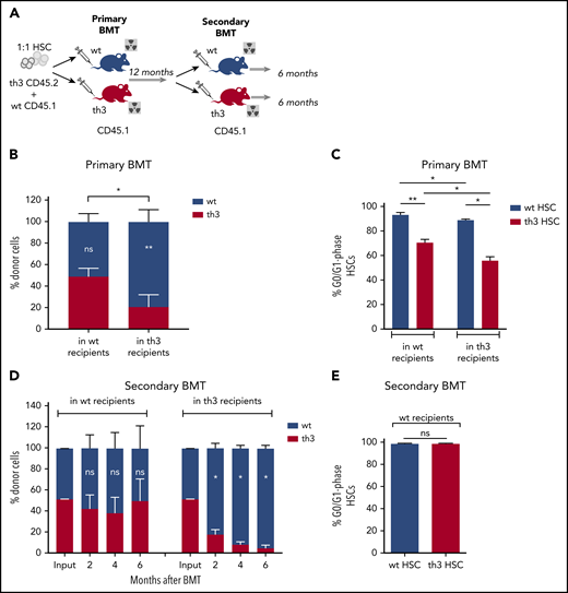 Rescue of th3 HSC impaired repopulating potential by transplantation into a normal BM niche. (A) Experimental scheme of primary and secondary competitive BMT. Transplantation of Lin− BM cells from th3 CD45.2 and WT CD45.1 mice at a 1:1 HSC ratio into lethally irradiated WT and th3 CD45.1 animals. One year after primary BMT, total BM cells from WT mice were transplanted into both WT and th3 lethally irradiated secondary recipients. (B) Peripheral blood (PB) chimerism of th3 and WT cells in WT and th3 recipient mice at 12 months after primary BMT. WT, n = 13; th3, n = 8. Notation inside the bars refers to differences between WT and th3 competitor cells into the same recipient. (C) Cell cycle analysis on th3 and WT grafted HSCs from WT and th3 primary recipients. Frequencies of G0/G1 phase HSCs are reported. WT, n = 5; th3, n = 3. (D) PB chimerism of th3 and WT cells in WT (left) and th3 (right), observed for 6 months after secondary competitive BMT. WT, n = 6; th3, n = 3. (E) Analysis of cell cycles of th3 and WT HSCs transplanted in secondary WT recipients. WT, n = 3; th3, n = 3. *P < .05; **P < .01; NS, nonsignificant.